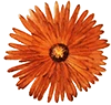 Logo Mesembrae flower